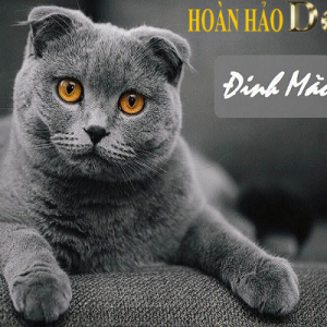 Tuổi 1987 Xây Nhà Năm 2022